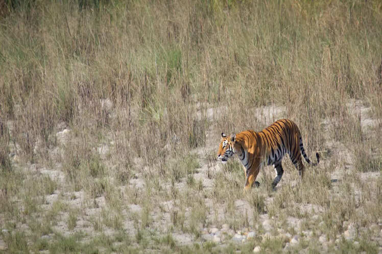 Manas National Park