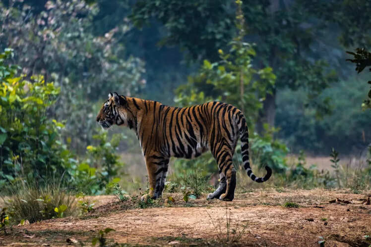 Kanha Tiger Reserve