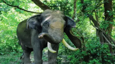 TN forest dept to construct water trough for elephants in Periyanaickenpalayam forest range