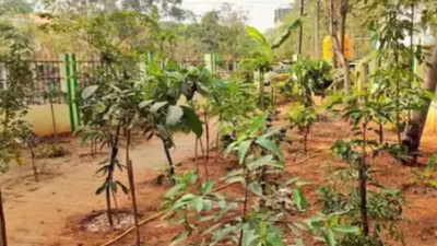 Tamil Nadu has a ‘taller’ reason to buy saplings from Rajahmundry in Andhra Pradesh