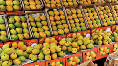 Farmers foresee shortage of ripe mangoes ahead of Akshaya Tritiya in Pune