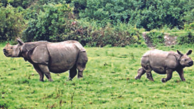 Assam denies fudging rhino census data