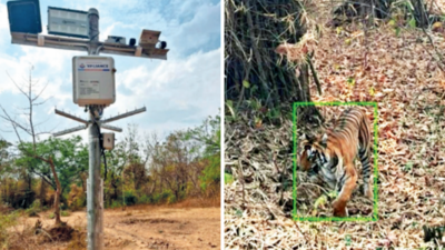 Asia, India, Maharashtra, Tadoba Andhari Tiger Reserve, Tadoba national park,  Bengal tiger (Panthera tigris tigris), refreshes itself in an artificial...  - SuperStock