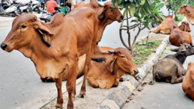 Auctioning unclaimed milch animals? AMC tables policy