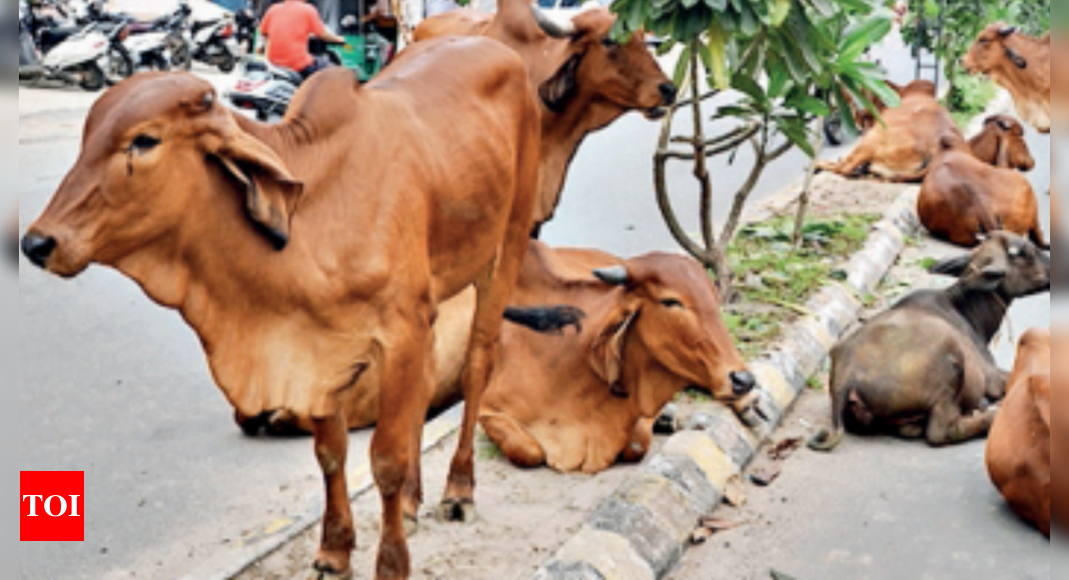 Auctioning Unclaimed Milch Animals? Amc Tables Policy | Ahmedabad News