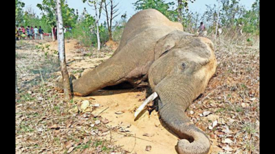 Man, son held for laying trap that killed elephant
