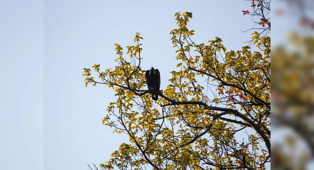 Uttar Pradesh Set To See World's First Conservation, Breeding Centre ...