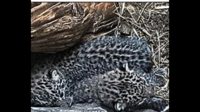 Uttarakhand: Leopard gives birth in migration-hit village house in