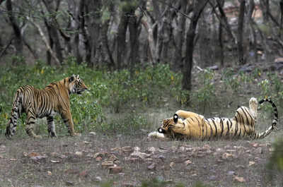 ‘Rather than set 10,000 target, better to have a viable tiger population’