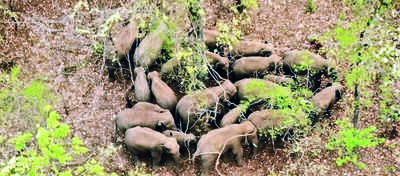 Forest fires in G’chiroli push jumbos back into Ch’garh