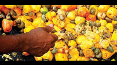 Low yield, manpower put a cork on cashew feni distillation this season in Goa
