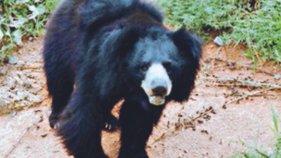 Rajasthan govt awaits radio collars for shifting sloth bears to Sariska