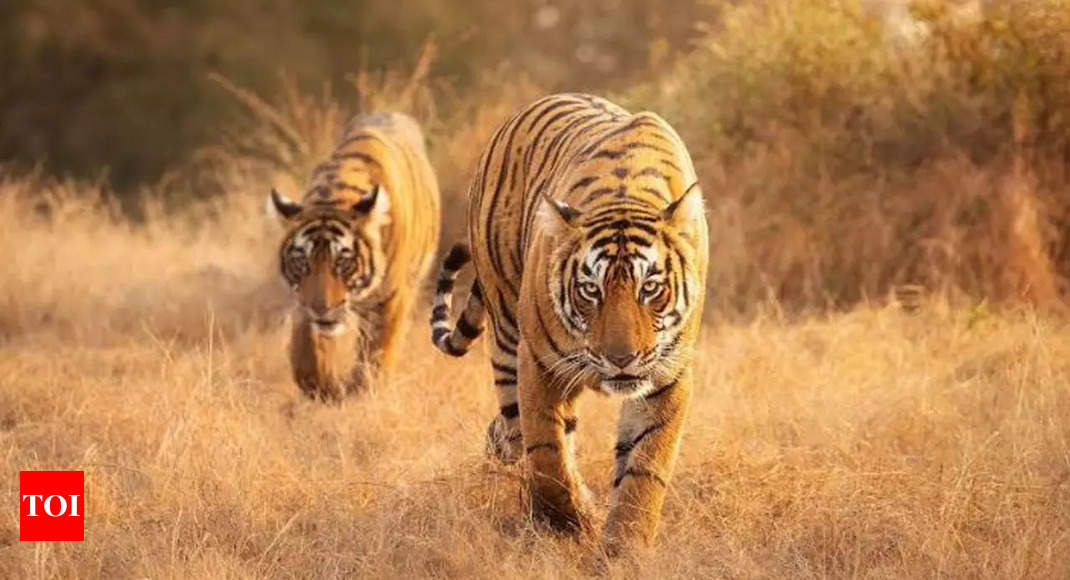 Tigers still roam wild in these 13 tiger-range countries