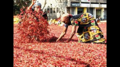 Red hot: Chillies costlier than almonds!