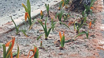 Bhubaneswar: Plants on median along key stretches wither in heat