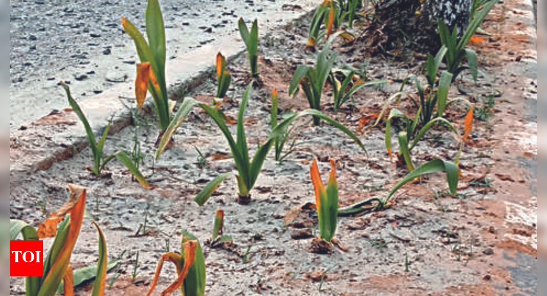 Bhubaneswar Plants on median along key stretches wither in heat