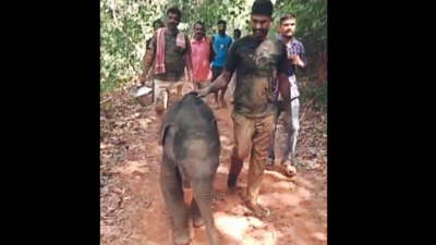 Rescued elephant calf returns to Ajjavara village