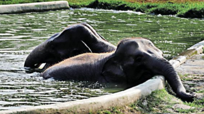 Sprinklers, new diet to keep zoo animals cool in Kolkata