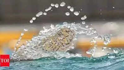 Odisha: Water pits filled for blackbucks