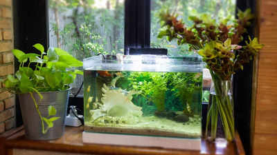 Fish tank: Best ones to buy online (March, 2025)