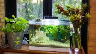 kader het winkelcentrum vereist Fish tank: Best ones to buy online - Times of India
