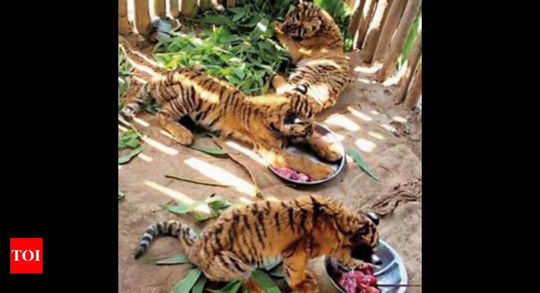 Discovery - Happy #TigerTuesday! 🐅“This photo of a 3-month-old tiger cub  with its mother was taken at the Tipeshwar Wildlife Sanctuary, on the  border of Maharashtra, a state in India. Tiger cubs