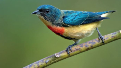 From Darjeeling hills to sea, birders flock to 27 hotspots for inaugural Poila Baisakh avian count
