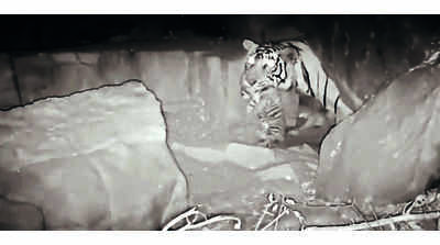 Tigress gives birth to 3 cubs in proposed Dholpur reserve