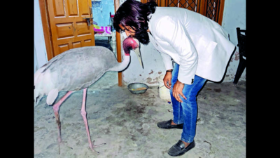 Free sarus from Kanpur zoo captivity, tweets PGV