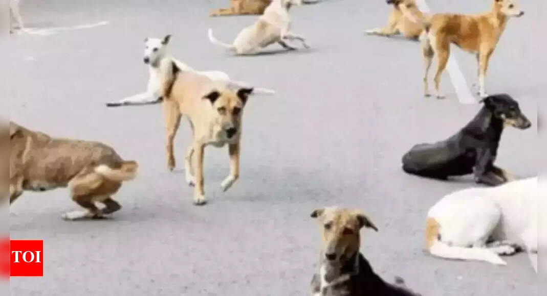 Man mauled to death by stray dogs inside Aligarh Muslim University ...