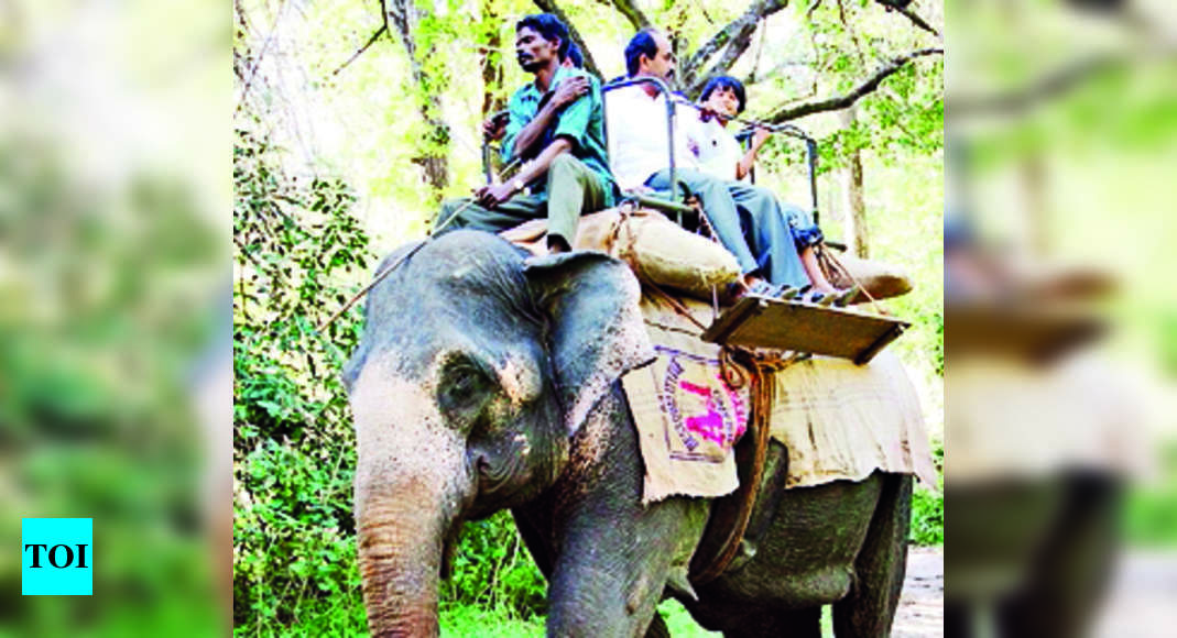 Corbett:  After 5 years, elephant safaris to resume in Corbett, Rajaji | India News – Times of India
