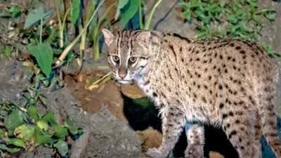 Survey locates fishing cat habitats in East Kolkata Wetlands, Purulia