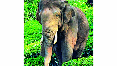 Kumki elephants shifted to a new camp