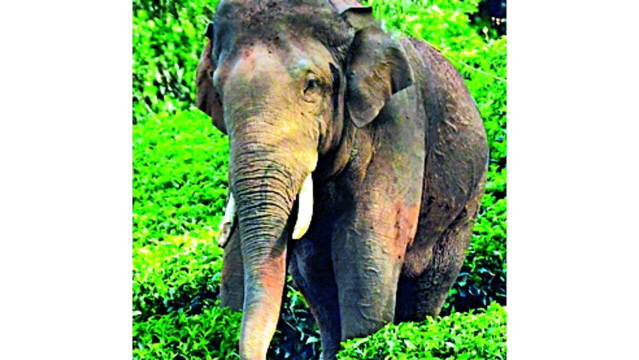Elephants' Emotional Reunion: A Viral Tearjerker