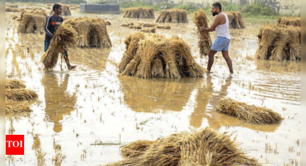 Compensation For 10k Rain-hit Farmers Likely By May End | Gurgaon News ...