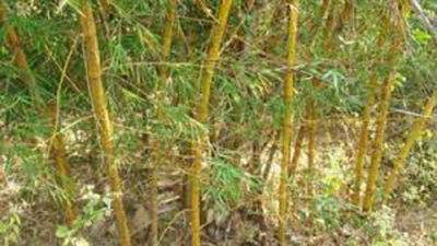 Grow bamboo on large scale, will give you market: Nitin Gadkari