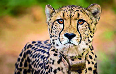 Cheetah Oban strolls out of Kuno National Park, once again