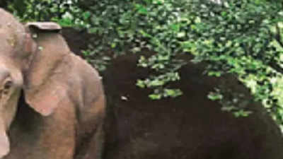 Elephant found dead in Kishanganj, inquiry begins