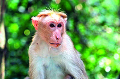 Greens slam Lanka plan to send 1L monkeys to China