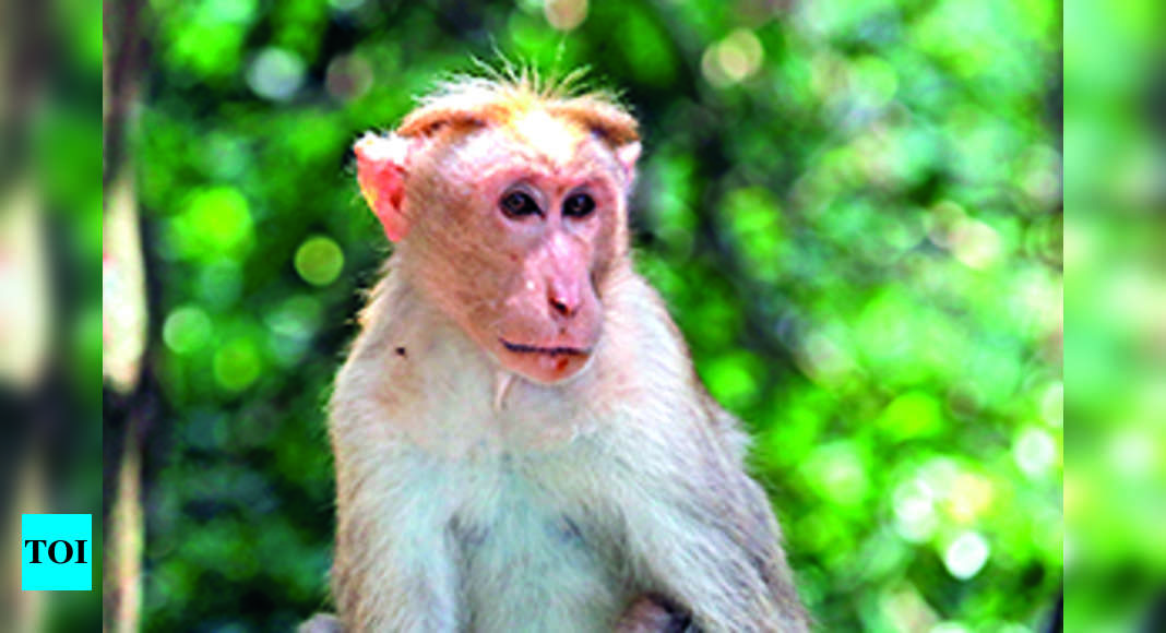 Les Verts dénoncent le projet de Lanka d’envoyer des singes de 1L en Chine