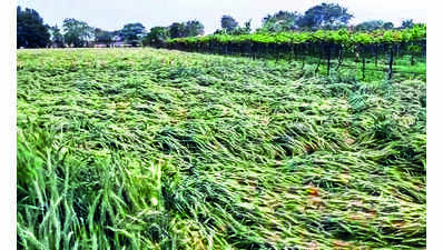Crops On 38,000 Hectaresruined By Rain In 10 Days | Nashik News - The ...