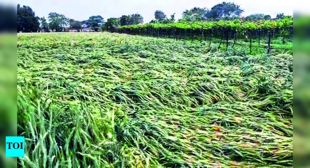 Crops On 38,000 Hectaresruined By Rain In 10 Days | Nashik News - The ...