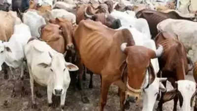 ‘Cow urine safe for humans if consumed right after discharge’