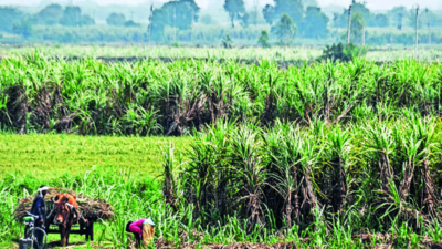 As cane crushing ends, Maharashtra sugar production dips by 17%