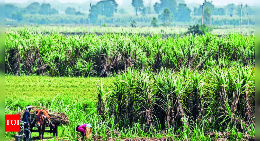 As cane crushing ends, Maharashtra sugar production dips by 17