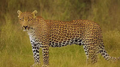 Rise in leopard density leads to more attacks in Maharashtra