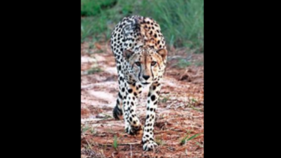 Big cats’ face-off? Cheetah Oban enters tiger turf in Madhya Pradesh's Madhav National Park