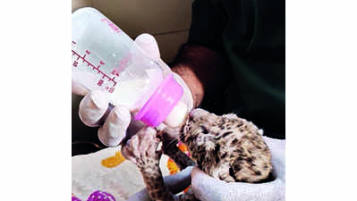 2 leopardesses deliver 4 cubs in Gorewada