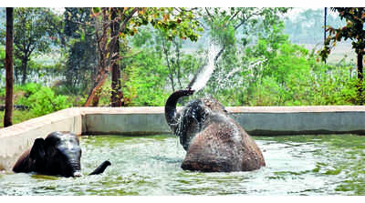 Coolers for big cats, frequent bath for jumbos at Ranchi zoo
