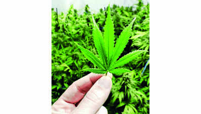 HP may legalise hemp to give boost to economy